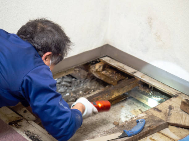 Best HVAC Mold Remediation in Mount Vista, WA