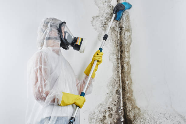 Best Black Mold Remediation in Mount Vista, WA