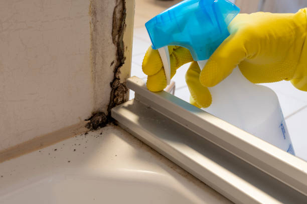 Best Emergency Mold Remediation in Mount Vista, WA