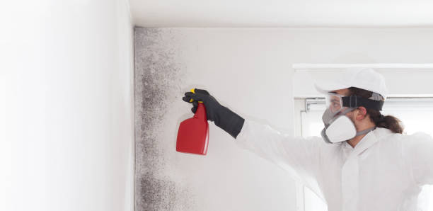 Best Mold Remediation for Schools in Mount Vista, WA