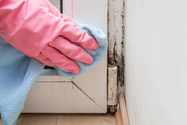 Professional Mold Remediation in Mount Vista, WA